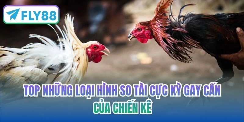 Top những loại hình so tài cực kỳ gay cấn của chiến kê